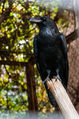 Big Black Raven sitting on a close-up branch