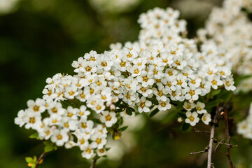 Macro bush of small white flowers on a branch