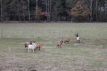 Tiere in der natur 