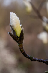Macro of a beautiful bud of magnolia