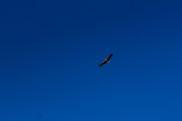 Stork soaring in the blue sky with white clouds