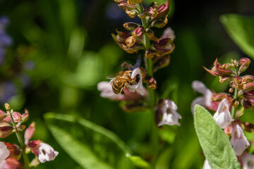Beautiful flowers on which the bee sits