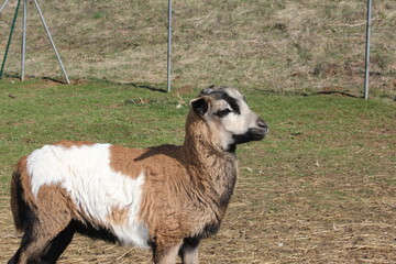 Tiere in der natur 