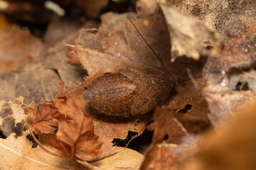 Thorax porcellana roach nymph hiding in leaf litter