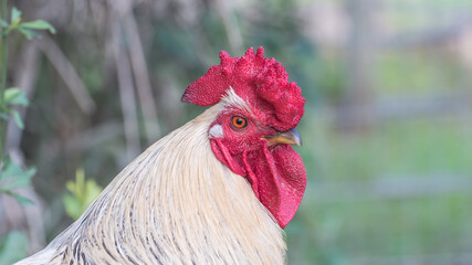Cock with white plumage and red scallop. Poultry in the household