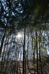 Fototapeta premium Naturfotografie mitten in einem Wald im Altmühltal, Bayern, Deutschland