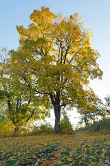 Beautiful maple tree with glowing bright yellow leafs during autumn, blue sky in the background