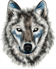 Grey wolf stylized digital portrait 
