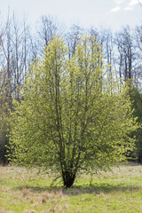 Obraz premium Sallow tree tree with glowing bright green leafs during spring, blue sky in the background