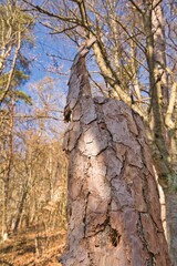 Ein auffälliger Baustamm steht mitten in einem Wald.