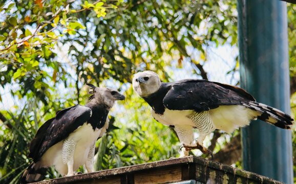 Harpies Bilder Durchsuchen 24,967 Archivfotos, und