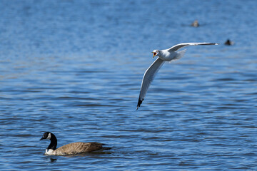 Ring-billed Seagull in Flight