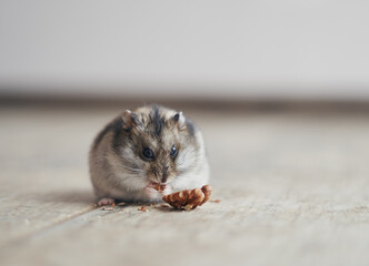 The gray Dzungarian hamster holds a walnut in its paws and eats it. Dwarf hamster.