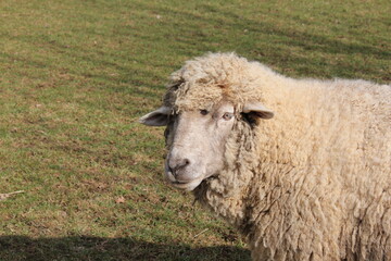 Tiere in der natur