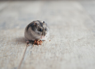 The gray Dzungarian hamster holds a walnut in its paws and eats it. Dwarf hamster.