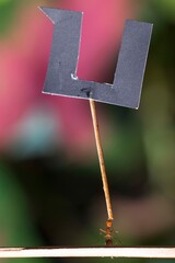 red ants and alfabet © armifauzi