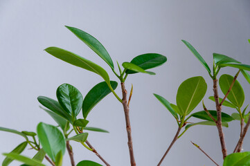 Fototapeta na wymiar Smooth green young leaf of ficus. Ornamental plant grown in pots. Spring time.