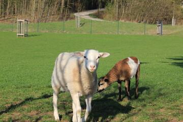 Tiere in der natur