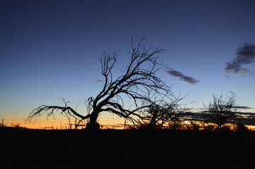 silhouette of a tree during sunset in the desert