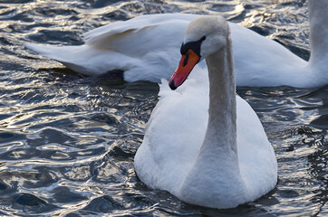  Łabędzie na jeziorze © Leszek