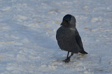 Kawka (Corvus monedula)