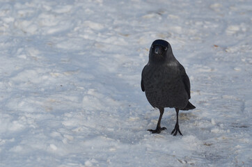 Kawka (Corvus monedula) - jackdaw