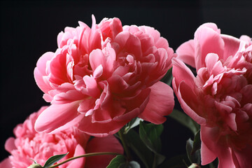 Peony bouquet closeup, pink with red blooming plant on black background, closeup, banner or texture for your design, natural  background concept