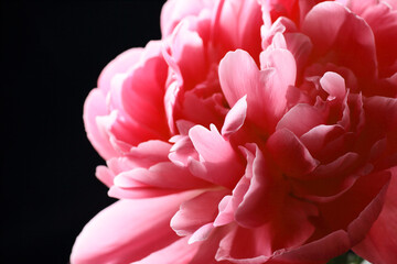 Flower macro, pink with red petals of pion blossoms, closeup, banner or texture for your design, natural spring background concept