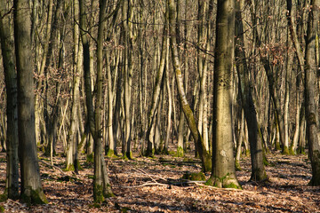Wald im Spätwinter 7