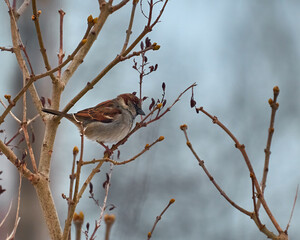 Wróbel - Sparrow