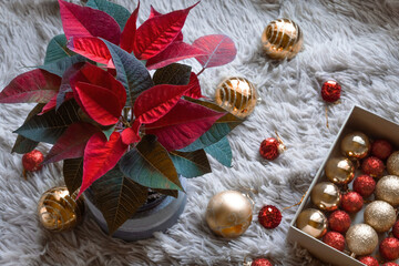 Traditional Christmas flower Poinsettia on the background of Christmas decorations .
