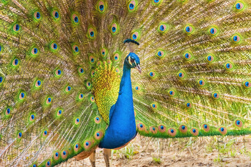 Obraz premium Brightly colored fanned tail of Indian peafowl. Indian peafowl, the common peafowl