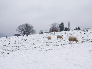 Schafe auf winterlich verschneiter Weide