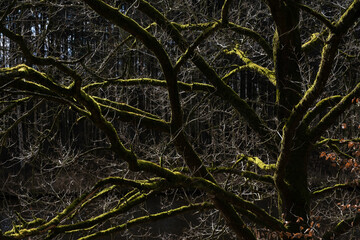 Jagged ramifications with green moss-covered branches in a forest