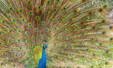 Obraz premium Brightly colored fanned tail of Indian peafowl. Indian peafowl, the common peafowl, blue peafowl