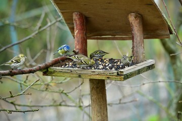 The flock of pine siskin bird eating seeds on rack in winter