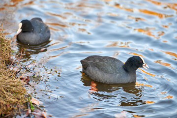 Coot floating on blue water. Close up of Fulica atra