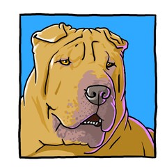 sharpei