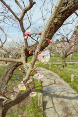 古めかしき梅の花