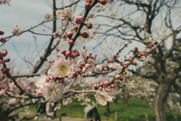 古めかしき梅の花