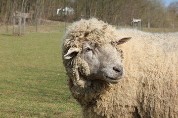 Tiere in der natur