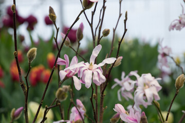 magnolia branch in the greenhouse background