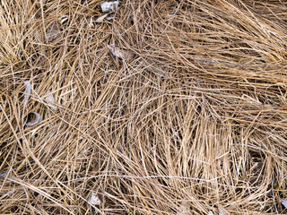 Top view of dry brown grass. Abstract natural background.