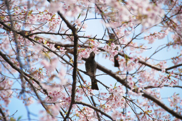満開の桜の花をついばむヒヨドリ