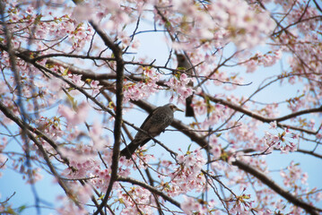 満開の桜の小枝にとまるヒヨドリ