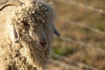 close up of a sheep