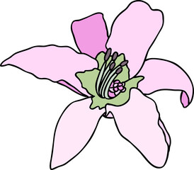 Purple lily flower on white background. Vector illustration.