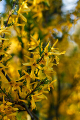 Forsythia shrub tree, genus olive, beautifully blooms in spring with yellow flowers in the spring