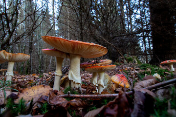 Roter Fliegenpilz im Herbst