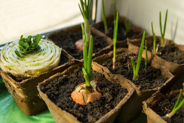 Process of growing seedlings in peat containers on windowsill in spring